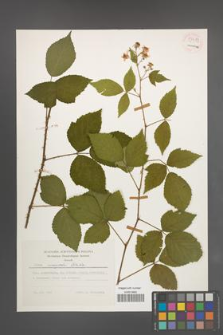 Rubus sprengelii [KOR 54483]