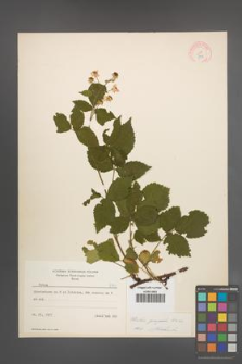 Rubus sprengelii [KOR 8713]