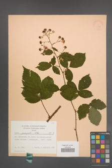 Rubus sprengelii [KOR 22823]