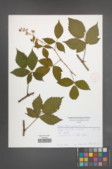 Rubus sprengelii [KOR 52049]