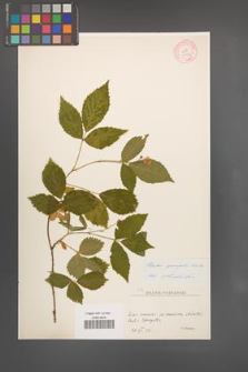 Rubus sprengelii [KOR 10992]