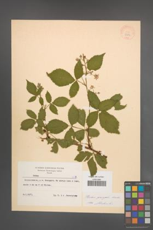 Rubus sprengelii [KOR 8359]