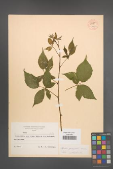 Rubus sprengelii [KOR 54487]