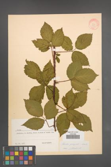 Rubus sprengelii [KOR 8731]