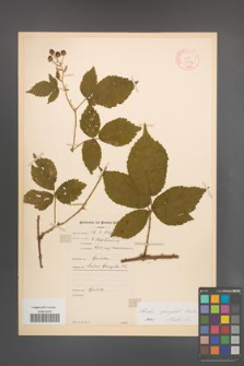Rubus sprengelii [KOR 11026]