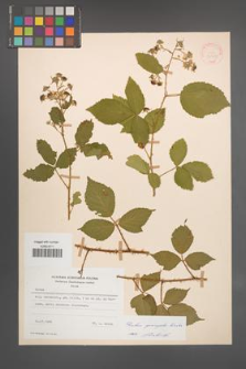 Rubus sprengelii [KOR 21757]