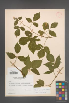 Rubus sprengelii [KOR 21756]