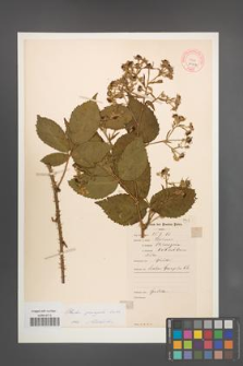Rubus sprengelii [KOR 11029]