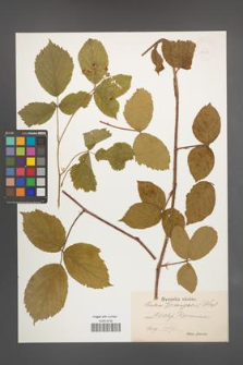 Rubus sprengelii [KOR 18623]