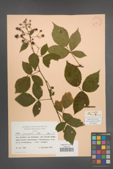 Rubus sprengelii [KOR 22830]