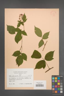 Rubus sprengelii [KOR 22839]