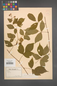 Rubus sprengelii [KOR 18626]