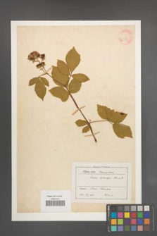 Rubus sprengelii [KOR 18627]