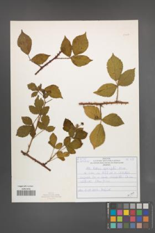Rubus sprengelii [KOR 51027]