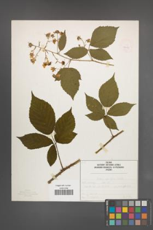 Rubus sprengelii [KOR 50072]