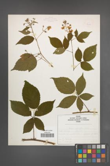 Rubus sprengelii [KOR 50073]