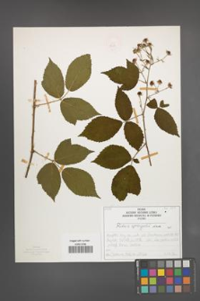 R. [Rubus] sprengelii [KOR 50074]