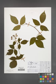 Rubus sprengelii [KOR 50077]