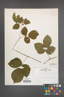 Rubus spribillei [KOR 52039]
