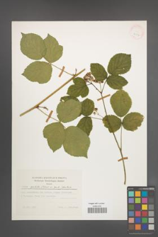 Rubus spribillei [KOR 24802]