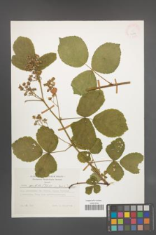 Rubus spribillei [KOR 24808]