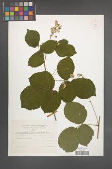 Rubus spribillei [KOR 24804]