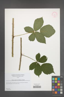 Rubus stohrii [KOR 51767]