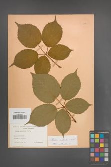 Rubus sulcatus [KOR 11051]