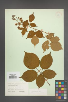 Rubus sulcatus [KOR 11048]