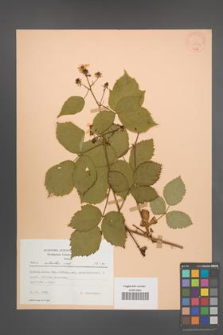 Rubus sulcatus [KOR 22773]