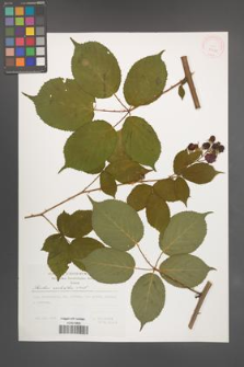 Rubus sulcatus [KOR 29520]