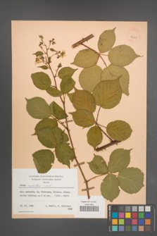 Rubus sulcatus [KOR 29985]