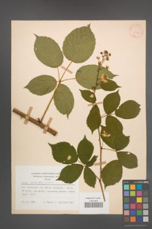 Rubus sulcatus [KOR 25689]