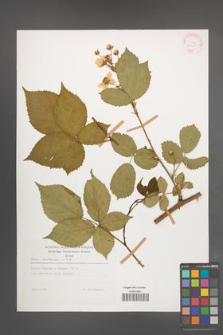 Rubus sulcatus [KOR 29195]