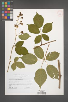 Rubus sulcatus [KOR 40765]