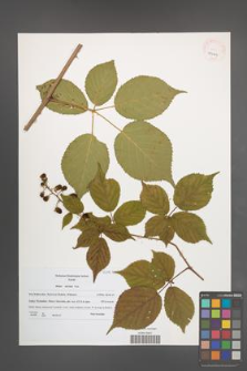 Rubus sulcatus [KOR 41069]