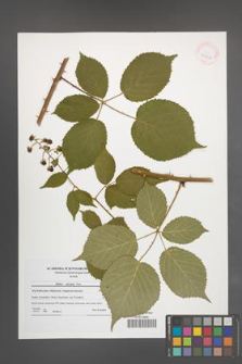 Rubus sulcatus [KOR 41802]