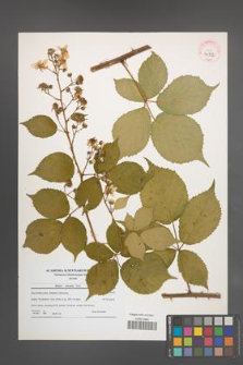 Rubus sulcatus [KOR 40732]