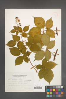 Rubus sulcatus [KOR 24930]