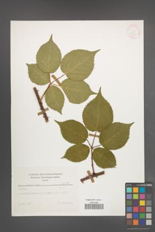 Rubus sulcatus [KOR 25671]
