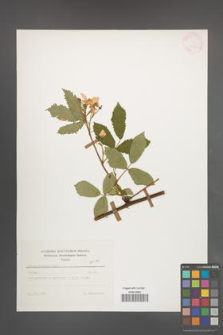 Rubus sulcatus [KOR 25672]