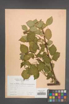 Rubus sulcatus [KOR 22783]