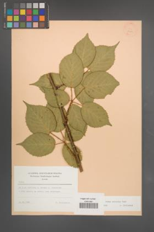 Rubus sulcatus [KOR 23407]