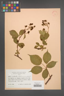 Rubus sulcatus [KOR 22865]