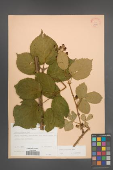 Rubus sulcatus [KOR 34789]