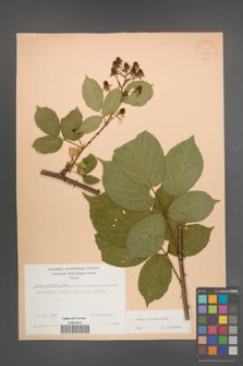 Rubus sulcatus [KOR 22936]