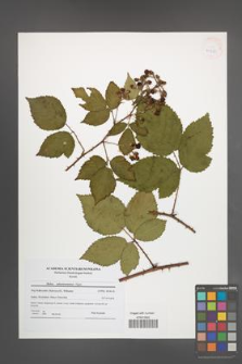 Rubus tabanimontanus [KOR 41823]