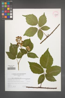 Rubus tabanimontanus [KOR 44694]