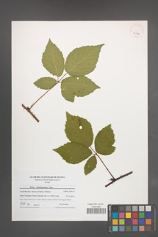 Rubus tabanimontanus [KOR 41066]