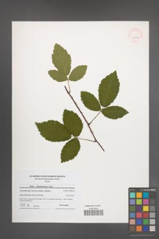Rubus tabanimontanus [KOR 41100]